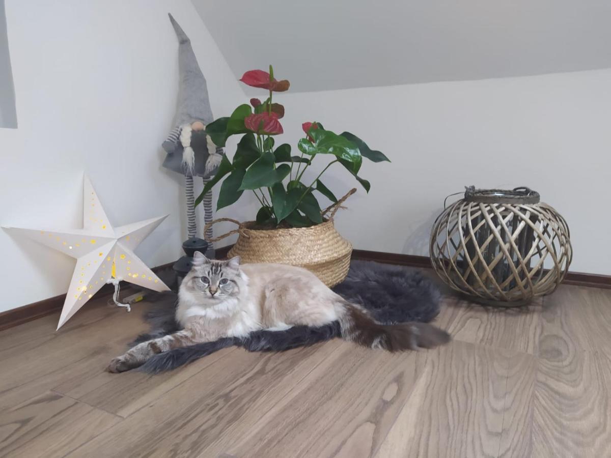 Apartament Muzyczny Jelenia Góra Buitenkant foto
